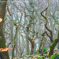 Buy canvas prints of Misty Woodland At Padley Gorge by Alison Chambers