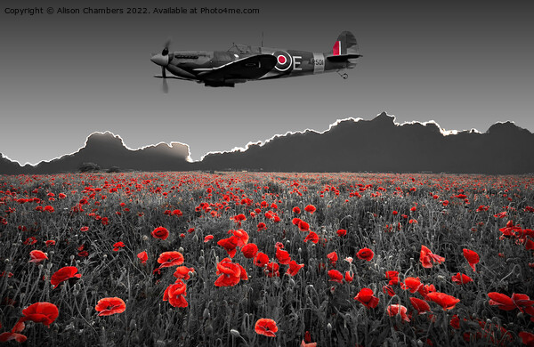 Spitfire Poppy Field Picture Board by Alison Chambers
