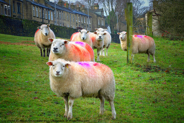 Colourful Flock of Sheep Picture Board by Alison Chambers