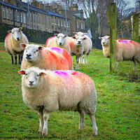 Buy canvas prints of Colourful Flock of Sheep by Alison Chambers