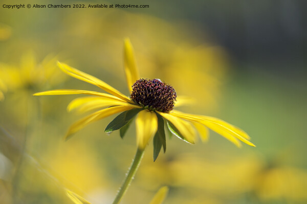 Rudbeckia Flower Picture Board by Alison Chambers