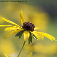 Buy canvas prints of Rudbeckia Flower by Alison Chambers