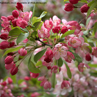 Buy canvas prints of Apple Blossom by Alison Chambers