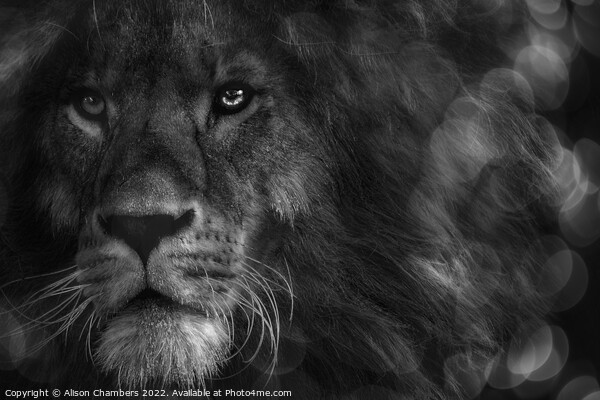 Leo The Lion Portrait Picture Board by Alison Chambers