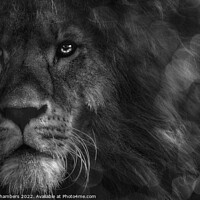 Buy canvas prints of Leo The Lion Portrait by Alison Chambers