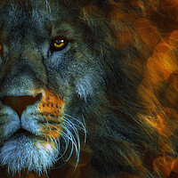 Buy canvas prints of Lion  by Alison Chambers