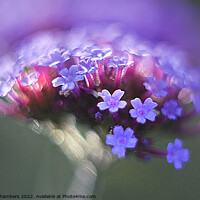 Buy canvas prints of Verbena Flower by Alison Chambers