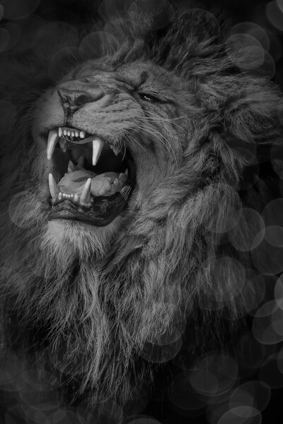 Roaring Lion  Picture Board by Alison Chambers