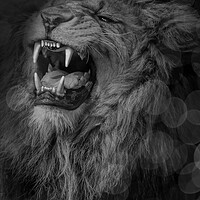 Buy canvas prints of Roaring Lion  by Alison Chambers