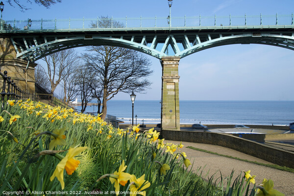 Scarborough Cliff Bridge and Daffodils  Picture Board by Alison Chambers