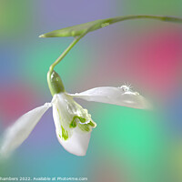 Buy canvas prints of Snowdrop  by Alison Chambers