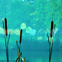Buy canvas prints of Bulrush Reeds by Alison Chambers