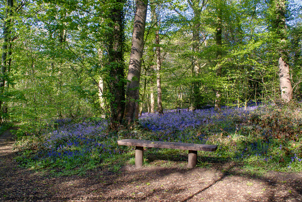 Yorkshire Bluebells Picture Board by Alison Chambers