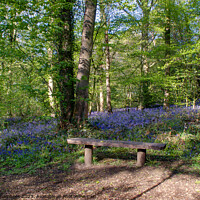 Buy canvas prints of Yorkshire Bluebells by Alison Chambers