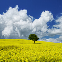 Buy canvas prints of Yorkshire Oilseed Field by Alison Chambers