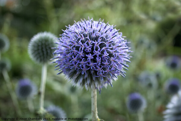 Globe Thistle Picture Board by Alison Chambers