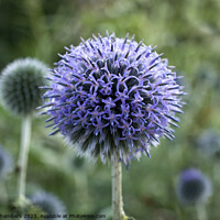 Buy canvas prints of Globe Thistle by Alison Chambers