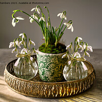 Buy canvas prints of Snowdrops by Alison Chambers