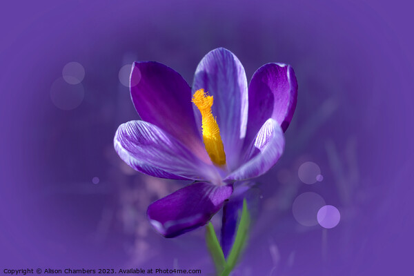 Purple Crocus Picture Board by Alison Chambers