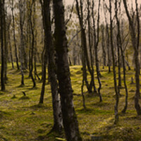 Buy canvas prints of Bolehill Woodland Panorama  by Alison Chambers