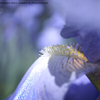 Buy canvas prints of Iris Flower by Alison Chambers