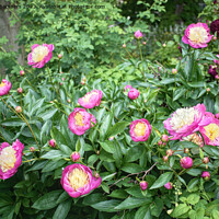 Buy canvas prints of Peonies by Alison Chambers