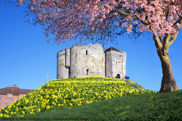 Cliffords Tower York Picture Board by Alison Chambers