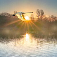 Buy canvas prints of Flying Swan by Alison Chambers