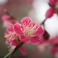 Buy canvas prints of Cherry Blossom by Alison Chambers