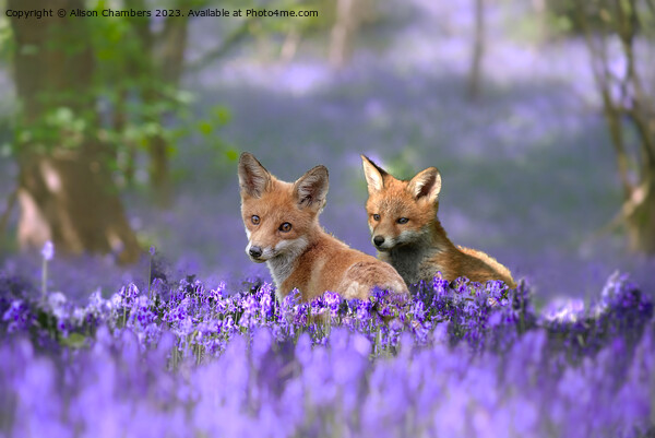Foxes in Bluebell Wood Picture Board by Alison Chambers