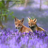 Buy canvas prints of Foxes in Bluebell Wood by Alison Chambers