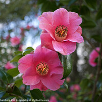Buy canvas prints of Camellias by Alison Chambers