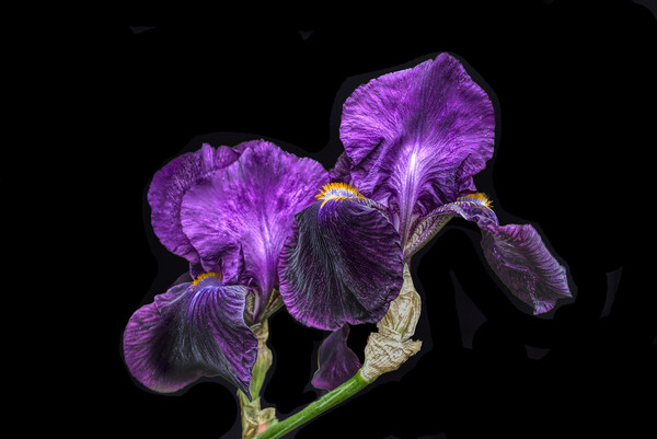 Purple Bearded Irises  Picture Board by Alison Chambers