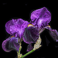 Buy canvas prints of Purple Bearded Irises  by Alison Chambers