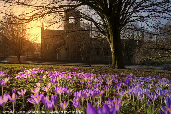 Kirkstall Abbey Crocuses Picture Board by Alison Chambers