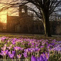 Buy canvas prints of Kirkstall Abbey Crocuses by Alison Chambers