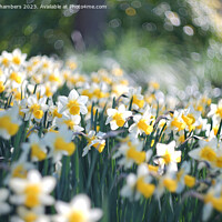 Buy canvas prints of Easter Daffodils  by Alison Chambers
