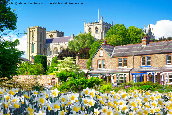 Springtime In Ripon Picture Board by Alison Chambers