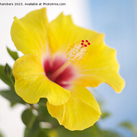 Buy canvas prints of Hibiscus Flower by Alison Chambers