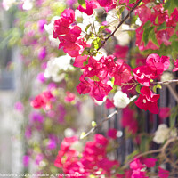 Buy canvas prints of Bougainvillea  by Alison Chambers