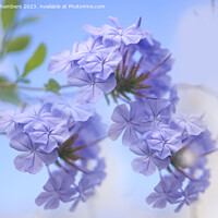 Buy canvas prints of Plumbago by Alison Chambers