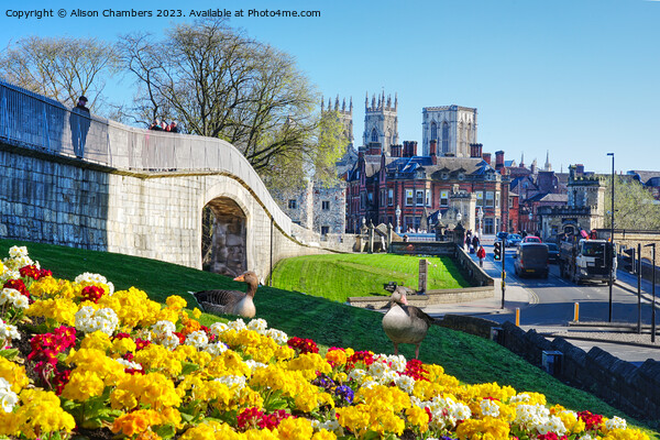 Springtime In York Picture Board by Alison Chambers