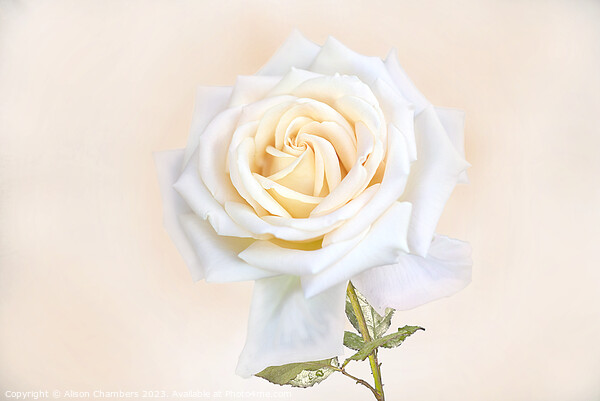 White Rose Picture Board by Alison Chambers