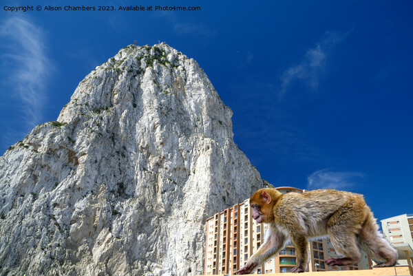 Rock Of Gibraltar  Picture Board by Alison Chambers