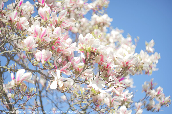 Magnolia Blossom Picture Board by Alison Chambers