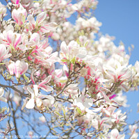 Buy canvas prints of Magnolia Blossom by Alison Chambers