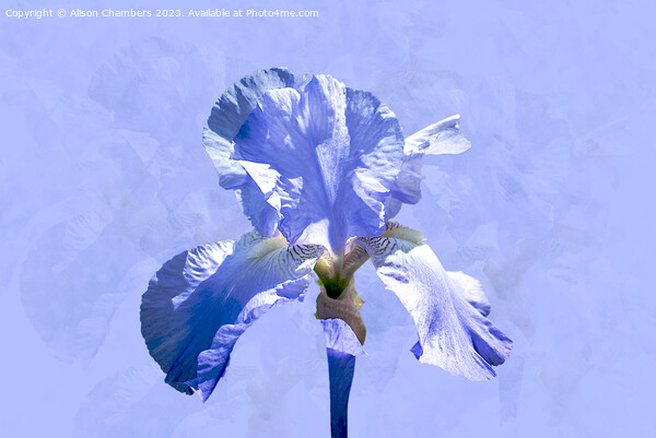 Single Blue Iris Picture Board by Alison Chambers