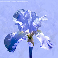 Buy canvas prints of Single Blue Iris by Alison Chambers