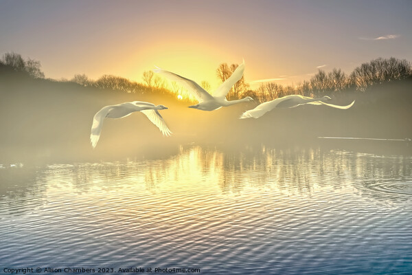 Flying Swans Picture Board by Alison Chambers