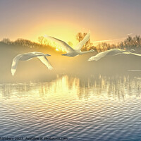 Buy canvas prints of Flying Swans by Alison Chambers